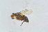  ( - BC-ZSM-HYM-23872-B05)  @11 [ ] CreativeCommons - Attribution Non-Commercial Share-Alike (2015) Stefan Schmidt SNSB, Zoologische Staatssammlung Muenchen
