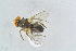  ( - BC-ZSM-HYM-23872-B06)  @11 [ ] CreativeCommons - Attribution Non-Commercial Share-Alike (2015) Stefan Schmidt SNSB, Zoologische Staatssammlung Muenchen