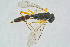  ( - BC-ZSM-HYM-23872-D10)  @14 [ ] CreativeCommons - Attribution Non-Commercial Share-Alike (2015) Stefan Schmidt SNSB, Zoologische Staatssammlung Muenchen