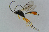  ( - BC-ZSM-HYM-23872-D11)  @12 [ ] CreativeCommons - Attribution Non-Commercial Share-Alike (2015) Stefan Schmidt SNSB, Zoologische Staatssammlung Muenchen