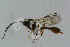  ( - BC-ZSM-HYM-23872-D12)  @12 [ ] CreativeCommons - Attribution Non-Commercial Share-Alike (2015) Stefan Schmidt SNSB, Zoologische Staatssammlung Muenchen