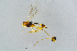  ( - BC-ZSM-HYM-23872-E05)  @12 [ ] CreativeCommons - Attribution Non-Commercial Share-Alike (2015) Stefan Schmidt SNSB, Zoologische Staatssammlung Muenchen