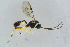  ( - BC-ZSM-HYM-23872-G02)  @12 [ ] CreativeCommons - Attribution Non-Commercial Share-Alike (2015) Stefan Schmidt SNSB, Zoologische Staatssammlung Muenchen