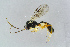  ( - BC-ZSM-HYM-23872-G03)  @12 [ ] CreativeCommons - Attribution Non-Commercial Share-Alike (2015) Stefan Schmidt SNSB, Zoologische Staatssammlung Muenchen