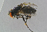  ( - BC-ZSM-HYM-23872-G06)  @13 [ ] CreativeCommons - Attribution Non-Commercial Share-Alike (2015) Stefan Schmidt SNSB, Zoologische Staatssammlung Muenchen