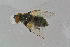  ( - BC-ZSM-HYM-23872-G07)  @11 [ ] CreativeCommons - Attribution Non-Commercial Share-Alike (2015) Stefan Schmidt SNSB, Zoologische Staatssammlung Muenchen