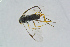  ( - BC-ZSM-HYM-23873-A03)  @12 [ ] CreativeCommons - Attribution Non-Commercial Share-Alike (2015) Stefan Schmidt SNSB, Zoologische Staatssammlung Muenchen