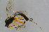  (Glypta nigrina - BC-ZSM-HYM-23873-E11)  @11 [ ] CreativeCommons - Attribution Non-Commercial Share-Alike (2015) Stefan Schmidt SNSB, Zoologische Staatssammlung Muenchen