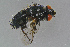  ( - BC-ZSM-HYM-23873-F01)  @12 [ ] CreativeCommons - Attribution Non-Commercial Share-Alike (2015) Stefan Schmidt SNSB, Zoologische Staatssammlung Muenchen
