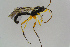  ( - BC-ZSM-HYM-23873-F02)  @13 [ ] CreativeCommons - Attribution Non-Commercial Share-Alike (2015) Stefan Schmidt SNSB, Zoologische Staatssammlung Muenchen