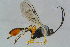  ( - BC-ZSM-HYM-23873-F11)  @13 [ ] CreativeCommons - Attribution Non-Commercial Share-Alike (2015) Stefan Schmidt SNSB, Zoologische Staatssammlung Muenchen