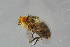 ( - BC-ZSM-HYM-23873-H03)  @11 [ ] CreativeCommons - Attribution Non-Commercial Share-Alike (2015) Stefan Schmidt SNSB, Zoologische Staatssammlung Muenchen