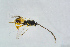  (Dolichogenidea breviventris - BC-ZSM-HYM-23873-H08)  @12 [ ] CreativeCommons - Attribution Non-Commercial Share-Alike (2015) Stefan Schmidt SNSB, Zoologische Staatssammlung Muenchen
