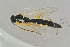  ( - BC-ZSM-HYM-23873-H11)  @13 [ ] CreativeCommons - Attribution Non-Commercial Share-Alike (2015) Stefan Schmidt SNSB, Zoologische Staatssammlung Muenchen