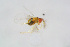  (Trichogramma brassicae - BC-ZSM-HYM-23874-A06)  @12 [ ] CreativeCommons - Attribution Non-Commercial Share-Alike (2015) Stefan Schmidt SNSB, Zoologische Staatssammlung Muenchen