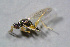  ( - BC-ZSM-HYM-23874-B02)  @12 [ ] CreativeCommons - Attribution Non-Commercial Share-Alike (2015) Stefan Schmidt SNSB, Zoologische Staatssammlung Muenchen