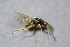  ( - BC-ZSM-HYM-23874-B03)  @12 [ ] CreativeCommons - Attribution Non-Commercial Share-Alike (2015) Stefan Schmidt SNSB, Zoologische Staatssammlung Muenchen