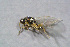  ( - BC-ZSM-HYM-23874-B04)  @12 [ ] CreativeCommons - Attribution Non-Commercial Share-Alike (2015) Stefan Schmidt SNSB, Zoologische Staatssammlung Muenchen