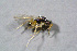  ( - BC-ZSM-HYM-23874-B05)  @12 [ ] CreativeCommons - Attribution Non-Commercial Share-Alike (2015) Stefan Schmidt SNSB, Zoologische Staatssammlung Muenchen