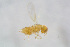 ( - BC-ZSM-HYM-23874-E09)  @13 [ ] CreativeCommons - Attribution Non-Commercial Share-Alike (2015) Stefan Schmidt SNSB, Zoologische Staatssammlung Muenchen