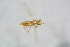  ( - BC-ZSM-HYM-23874-G11)  @12 [ ] CreativeCommons - Attribution Non-Commercial Share-Alike (2015) Stefan Schmidt SNSB, Zoologische Staatssammlung Muenchen