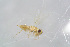  ( - BC-ZSM-HYM-23874-G12)  @12 [ ] CreativeCommons - Attribution Non-Commercial Share-Alike (2015) Stefan Schmidt SNSB, Zoologische Staatssammlung Muenchen