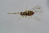  ( - BC-ZSM-HYM-24150-B10)  @12 [ ] CreativeCommons - Attribution Non-Commercial Share-Alike (2015) Stefan Schmidt SNSB, Zoologische Staatssammlung Muenchen