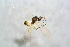  ( - BC-ZSM-HYM-24150-E10)  @12 [ ] CreativeCommons - Attribution Non-Commercial Share-Alike (2015) Stefan Schmidt SNSB, Zoologische Staatssammlung Muenchen