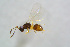  ( - BC-ZSM-HYM-24150-F11)  @13 [ ] CreativeCommons - Attribution Non-Commercial Share-Alike (2015) Stefan Schmidt SNSB, Zoologische Staatssammlung Muenchen