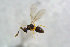  ( - BC-ZSM-HYM-24150-F12)  @12 [ ] CreativeCommons - Attribution Non-Commercial Share-Alike (2015) Stefan Schmidt SNSB, Zoologische Staatssammlung Muenchen