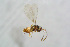  ( - BC-ZSM-HYM-24150-H04)  @12 [ ] CreativeCommons - Attribution Non-Commercial Share-Alike (2015) Stefan Schmidt SNSB, Zoologische Staatssammlung Muenchen
