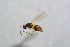  ( - BC-ZSM-HYM-24152-D05)  @13 [ ] CreativeCommons - Attribution Non-Commercial Share-Alike (2015) Stefan Schmidt SNSB, Zoologische Staatssammlung Muenchen