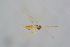  ( - BC-ZSM-HYM-24152-G03)  @12 [ ] CreativeCommons - Attribution Non-Commercial Share-Alike (2015) Stefan Schmidt SNSB, Zoologische Staatssammlung Muenchen