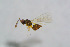  ( - BC-ZSM-HYM-24152-G08)  @12 [ ] CreativeCommons - Attribution Non-Commercial Share-Alike (2015) Stefan Schmidt SNSB, Zoologische Staatssammlung Muenchen