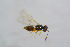  ( - BC-ZSM-HYM-24152-G09)  @12 [ ] CreativeCommons - Attribution Non-Commercial Share-Alike (2015) Stefan Schmidt SNSB, Zoologische Staatssammlung Muenchen