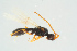  (Aneurhynchus - BC-ZSM-HYM-25298-A11)  @14 [ ] CreativeCommons - Attribution Non-Commercial Share-Alike (2016) SNSB, Staatliche Naturwissenschaftliche Sammlungen Bayerns ZSM (SNSB, Zoologische Staatssammlung Muenchen)