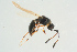  ( - BC-ZSM-HYM-25298-B05)  @13 [ ] CreativeCommons - Attribution Non-Commercial Share-Alike (2016) SNSB, Staatliche Naturwissenschaftliche Sammlungen Bayerns ZSM (SNSB, Zoologische Staatssammlung Muenchen)