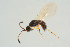  ( - BC-ZSM-HYM-25298-B06)  @13 [ ] CreativeCommons - Attribution Non-Commercial Share-Alike (2016) SNSB, Staatliche Naturwissenschaftliche Sammlungen Bayerns ZSM (SNSB, Zoologische Staatssammlung Muenchen)