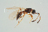  ( - BC-ZSM-HYM-25298-B07)  @13 [ ] CreativeCommons - Attribution Non-Commercial Share-Alike (2016) SNSB, Staatliche Naturwissenschaftliche Sammlungen Bayerns ZSM (SNSB, Zoologische Staatssammlung Muenchen)