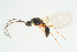  ( - BC-ZSM-HYM-25298-C01)  @13 [ ] CreativeCommons - Attribution Non-Commercial Share-Alike (2016) SNSB, Staatliche Naturwissenschaftliche Sammlungen Bayerns ZSM (SNSB, Zoologische Staatssammlung Muenchen)