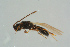  ( - BC-ZSM-HYM-25298-C04)  @13 [ ] CreativeCommons - Attribution Non-Commercial Share-Alike (2016) SNSB, Staatliche Naturwissenschaftliche Sammlungen Bayerns ZSM (SNSB, Zoologische Staatssammlung Muenchen)