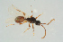  (Lepidopria - BC-ZSM-HYM-25298-C07)  @12 [ ] CreativeCommons - Attribution Non-Commercial Share-Alike (2016) SNSB, Staatliche Naturwissenschaftliche Sammlungen Bayerns ZSM (SNSB, Zoologische Staatssammlung Muenchen)