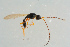  ( - BC-ZSM-HYM-25298-E01)  @13 [ ] CreativeCommons - Attribution Non-Commercial Share-Alike (2016) SNSB, Staatliche Naturwissenschaftliche Sammlungen Bayerns ZSM (SNSB, Zoologische Staatssammlung Muenchen)