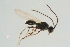  ( - BC-ZSM-HYM-25298-E06)  @14 [ ] CreativeCommons - Attribution Non-Commercial Share-Alike (2016) SNSB, Staatliche Naturwissenschaftliche Sammlungen Bayerns ZSM (SNSB, Zoologische Staatssammlung Muenchen)