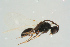 (Trichopria oogaster - BC-ZSM-HYM-25298-E09)  @14 [ ] CreativeCommons - Attribution Non-Commercial Share-Alike (2016) SNSB, Staatliche Naturwissenschaftliche Sammlungen Bayerns ZSM (SNSB, Zoologische Staatssammlung Muenchen)