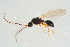  ( - BC-ZSM-HYM-25298-G04)  @13 [ ] CreativeCommons - Attribution Non-Commercial Share-Alike (2016) SNSB, Staatliche Naturwissenschaftliche Sammlungen Bayerns ZSM (SNSB, Zoologische Staatssammlung Muenchen)