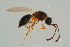  ( - BC-ZSM-HYM-25298-G08)  @14 [ ] CreativeCommons - Attribution Non-Commercial Share-Alike (2016) SNSB, Staatliche Naturwissenschaftliche Sammlungen Bayerns ZSM (SNSB, Zoologische Staatssammlung Muenchen)