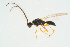  ( - BC-ZSM-HYM-25298-G11)  @13 [ ] CreativeCommons - Attribution Non-Commercial Share-Alike (2016) SNSB, Staatliche Naturwissenschaftliche Sammlungen Bayerns ZSM (SNSB, Zoologische Staatssammlung Muenchen)