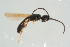  ( - BC-ZSM-HYM-25298-H01)  @11 [ ] CreativeCommons - Attribution Non-Commercial Share-Alike (2016) SNSB, Staatliche Naturwissenschaftliche Sammlungen Bayerns ZSM (SNSB, Zoologische Staatssammlung Muenchen)