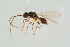  (Trichopria picipes - BC-ZSM-HYM-25298-H03)  @13 [ ] CreativeCommons - Attribution Non-Commercial Share-Alike (2016) SNSB, Staatliche Naturwissenschaftliche Sammlungen Bayerns ZSM (SNSB, Zoologische Staatssammlung Muenchen)